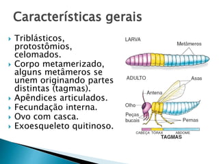 Características gerais
 Triblásticos,
protostômios,
celomados.
 Corpo metamerizado,
alguns metâmeros se
unem originando partes
distintas (tagmas).
 Apêndices articulados.
 Fecundação interna.
 Ovo com casca.
 Exoesqueleto quitinoso.
 