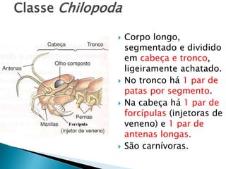 Classe Chilopoda
 Corpo longo,
segmentado e dividido
em cabeça e tronco,
ligeiramente achatado.
 No tronco há 1 par de
patas por segmento.
 Na cabeça há 1 par de
forcípulas (injetoras de
veneno) e 1 par de
antenas longas.
 São carnívoras.
 