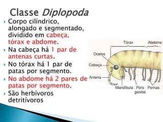 Classe Diplopoda
 Corpo cilíndrico,
alongado e segmentado,
dividido em cabeça,
tórax e abdome.
 Na cabeça há 1 par de
antenas curtas.
 No tórax há 1 par de
patas por segmento.
 No abdome há 2 pares de
patas por segmento.
 São herbívoros
detritívoros
 