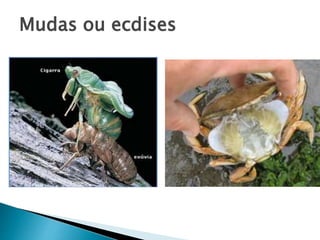 Mudas ou ecdises
 