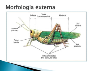 Morfologia externa
 