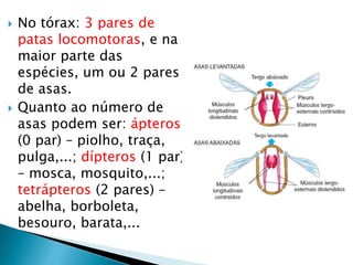  No tórax: 3 pares de
patas locomotoras, e na
maior parte das
espécies, um ou 2 pares
de asas.
 Quanto ao número de
asas podem ser: ápteros
(0 par) – piolho, traça,
pulga,...; dípteros (1 par)
– mosca, mosquito,...;
tetrápteros (2 pares) –
abelha, borboleta,
besouro, barata,...
 