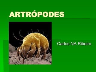 ARTRÓPODES
Carlos NA Ribeiro
 