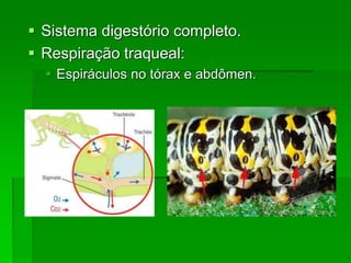  Sistema digestório completo.
 Respiração traqueal:
 Espiráculos no tórax e abdômen.
 