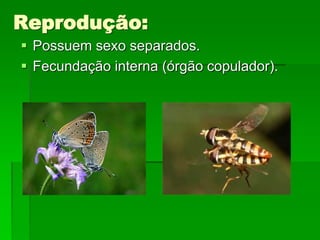 Reprodução:
 Possuem sexo separados.
 Fecundação interna (órgão copulador).
 