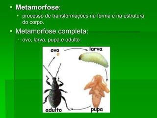  Metamorfose:
 processo de transformações na forma e na estrutura
do corpo.
 Metamorfose completa:
 ovo, larva, pupa e adulto
 