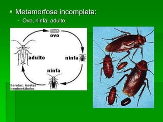  Metamorfose incompleta:
 Ovo, ninfa, adulto.
 