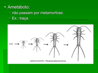  Ametábolo:
 não passam por metamorfose.
 Ex.: traça.
 