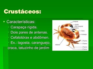 Crustáceos:
 Características:
 Carapaça rígida.
 Dois pares de antenas.
 Cefalotórax e abdômen.
 Ex.: lagosta, caranguejo,
craca, tatuzinho de jardim
 
