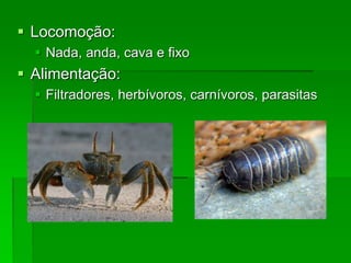  Locomoção:
 Nada, anda, cava e fixo
 Alimentação:
 Filtradores, herbívoros, carnívoros, parasitas
 