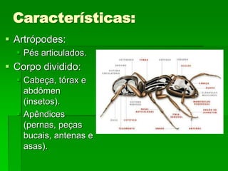 Características:
 Artrópodes:
 Pés articulados.
 Corpo dividido:
 Cabeça, tórax e
abdômen
(insetos).
 Apêndices
(pernas, peças
bucais, antenas e
asas).
 