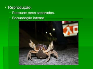  Reprodução:
 Possuem sexo separados.
 Fecundação interna.
 