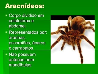 Aracnídeos:
 Corpo dividido em
cefalotórax e
abdome;
 Representados por:
aranhas,
escorpiões, ácaros
e carrapatos
 Não possuem
antenas nem
mandíbulas
 