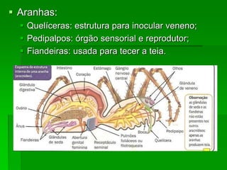  Aranhas:
 Quelíceras: estrutura para inocular veneno;
 Pedipalpos: órgão sensorial e reprodutor;
 Fiandeiras: usada para tecer a teia.
 
