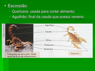  Escorpião:
 Quelícera: usada para cortar alimento;
 Aguilhão: final da cauda que possui veneno.
 