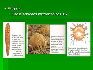  Ácaros:
 São aracnídeos microscópicos. Ex.:
 