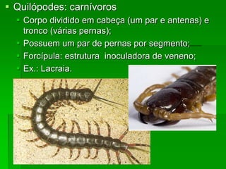  Quilópodes: carnívoros
 Corpo dividido em cabeça (um par e antenas) e
tronco (várias pernas);
 Possuem um par de pernas por segmento;
 Forcípula: estrutura inoculadora de veneno;
 Ex.: Lacraia.
 