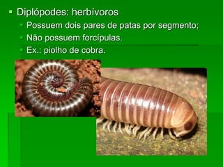  Diplópodes: herbívoros
 Possuem dois pares de patas por segmento;
 Não possuem forcípulas.
 Ex.: piolho de cobra.
 