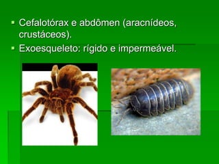 Cefalotórax e abdômen (aracnídeos,
crustáceos).
 Exoesqueleto: rígido e impermeável.
 