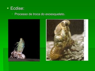  Ecdise:
 Processo de troca do exoesqueleto.
 