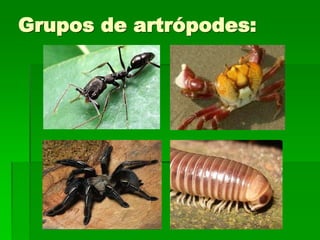 Grupos de artrópodes:
 