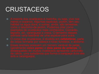 CRUSTACEOS
 A maioria dos crustáceos é marinha, ou seja, vive nos
mares e oceanos. Algumas espécies, porém, têm seu
hábitat na água doce, e outras, ainda, são terrestres,
como o tatuzinho-de-jardim. Podemos citar como
exemplos de crustáceos mais conhecidos: Camarão,
lagosta, siri, caranguejo e craca. O tamanho desses
animais varia bastante de uma espécie para outra.
 O corpo dos crustáceos, é dividido em cefalotórax, parte
do corpo formada por cabeça e tórax fundidos, e abdome.
 Esses animais possuem um número variável de patas
(geralmente cinco pares) e dois pares de antenas. O
exoesqueleto de muitos crustáceos apresenta carbonato
de cálcio, uma substância que forma a carapaça dura dos
siris e caranguejos.
 
