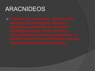 ARACNIDEOS
 A classe dos aracnídeos inclui aranhas,
escorpiões e carrapatos. Algumas
espécies peçonhentas de aranhas e
escorpiões podem causar a morte,
principalmente de crianças pequenas. O
número de acidentes envolvendo o veneno
desses animais é grande no Brasil.
 