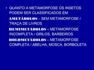 • QUANTO A METAMORFOSE OS INSETOS
PODEM SER CLASSIFICADOS EM:
AMETÁBOLOS – SEM METAMORFOSE /
TRAÇA DE LIVROS
HEMIMETÁBOLOS – METAMORFOSE
INCOMPLETA / GRILOS, BARBEIROS
HOLOMETÁBOLOS – METAMORFOSE
COMPLETA / ABELHA, MOSCA, BORBOLETA
 
