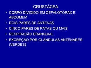 CRUSTÁCEA
• CORPO DIVIDIDO EM CEFALOTÓRAX E
ABDOMEM
• DOIS PARES DE ANTENAS
• CINCO PARES DE PATAS OU MAIS
• RESPIRAÇÃO BRANQUIAL
• EXCREÇÃO POR GLÂNDULAS ANTENARES
(VERDES)
 