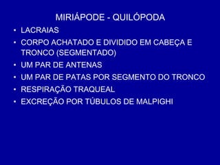 MIRIÁPODE - QUILÓPODA
• LACRAIAS
• CORPO ACHATADO E DIVIDIDO EM CABEÇA E
TRONCO (SEGMENTADO)
• UM PAR DE ANTENAS
• UM PAR DE PATAS POR SEGMENTO DO TRONCO
• RESPIRAÇÃO TRAQUEAL
• EXCREÇÃO POR TÚBULOS DE MALPIGHI
 