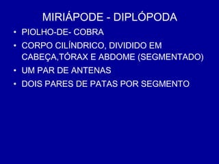 MIRIÁPODE - DIPLÓPODA
• PIOLHO-DE- COBRA
• CORPO CILÍNDRICO, DIVIDIDO EM
CABEÇA,TÓRAX E ABDOME (SEGMENTADO)
• UM PAR DE ANTENAS
• DOIS PARES DE PATAS POR SEGMENTO
 