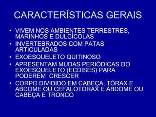 CARACTERÍSTICAS GERAIS
• VIVEM NOS AMBIENTES TERRESTRES,
MARINHOS E DULCÍCOLAS
• INVERTEBRADOS COM PATAS
ARTICULADAS
• EXOESQUELETO QUITINOSO
• APRESENTAM MUDAS PERIÓDICAS DO
EXOESQUELETO (ECDISES) PARA
PODEREM CRESCER
• CORPO DIVIDIDO EM CABEÇA, TÓRAX E
ABDOME OU CEFALOTÓRAX E ABDOME OU
CABEÇA E TRONCO
 