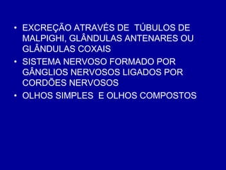 • EXCREÇÃO ATRAVÉS DE TÚBULOS DE
MALPIGHI, GLÂNDULAS ANTENARES OU
GLÂNDULAS COXAIS
• SISTEMA NERVOSO FORMADO POR
GÂNGLIOS NERVOSOS LIGADOS POR
CORDÕES NERVOSOS
• OLHOS SIMPLES E OLHOS COMPOSTOS
 