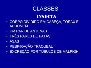 CLASSES
INSECTA
• CORPO DIVIDIDO EM CABEÇA, TÓRAX E
ABDOMEM
• UM PAR DE ANTENAS
• TRÊS PARES DE PATAS
• ASAS
• RESPIRAÇÃO TRAQUEAL
• EXCREÇÃO POR TÚBULOS DE MALPIGHI
 