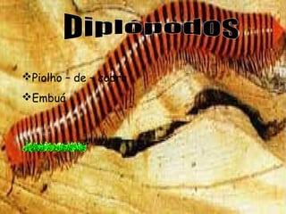 Piolho – de – cobra
Embuá

 