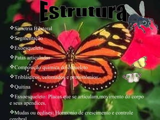 Simetria Bilateral
Segmentação
Exoesqueleto
Patas articuladas
Composição quimica do esqueleto
Triblásticos, celomados e protostômios.
Quitina
Esxoesqueleto: Placas que se articulam,movimento do corpo
e seus apendices.
Mudas ou ecdises: Hormonio de crescimento e controle

 