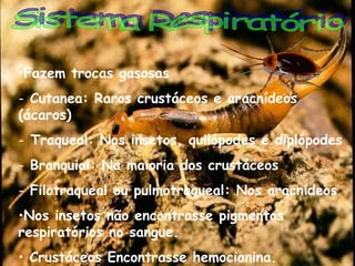 •Fazem trocas gasosas
- Cutanea: Raros crustáceos e aracnídeos
(ácaros)
- Traqueal: Nos insetos, quilópodes e diplópodes
- Branquial: Na maioria dos crustáceos
- Filotraqueal ou pulmotraqueal: Nos aracnídeos
•Nos insetos não encontrasse pigmentos
respiratórios no sangue.
• Crustáceos Encontrasse hemocianina.      

 