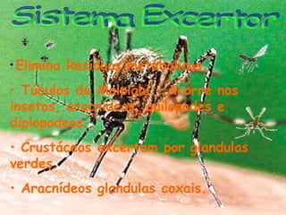 • Elimina

Resíduos metabolicos.

• Túbulos de Malpighi – Acorre nos
insetos, aracnídeos, quilopodes e
diplopodeos.
• Crustáceos excertam por glandulas
verdes.
• Aracnídeos glandulas coxais.

 