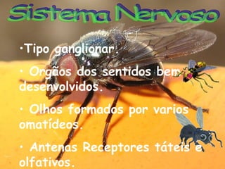 •Tipo ganglionar.
• Orgãos dos sentidos bem
desenvolvidos.
• Olhos formados por varios
omatídeos.
• Antenas Receptores táteis e
olfativos.

 
