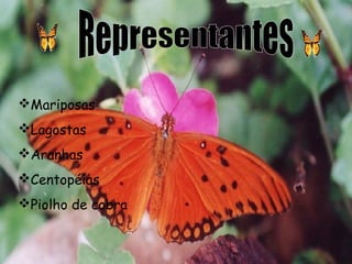 Mariposas
Lagostas
Aranhas
Centopéias
Piolho de cobra

 
