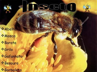 Abelha
Mosca
Barata
Grilo
Gafanhoto
Besouro
Borboleta

 