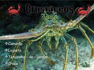 Siri
Camarão
Lagosta
Tatuzinho – de – jardim
Craca

 