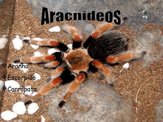 Aranha
Escorpião
Carrapato

 