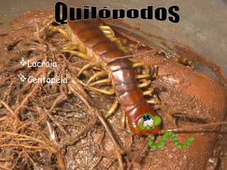 Lacraia
Centopéia

 