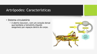 Artrópodes: Características
• Sistema circulatório
• é aberto (lacunar), com um coração dorsal
que bombeia a hemolinfa (líquido
sanguíneo) por espaços dentro do corpo.
 