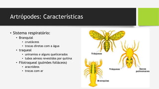 Artrópodes: Características
• Sistema respiratório:
• Branquial
• crustáceos
• trocas diretas com a água
• traqueal
• uniramios e alguns quelicerados
• tubos aéreos revestidos por quitina
• Filotraqueal (pulmões foliáceos)
• aracnídeos
• trocas com ar
 