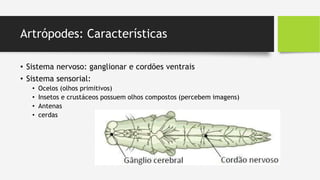 Artrópodes: Características
• Sistema nervoso: ganglionar e cordões ventrais
• Sistema sensorial:
• Ocelos (olhos primitivos)
• Insetos e crustáceos possuem olhos compostos (percebem imagens)
• Antenas
• cerdas
 