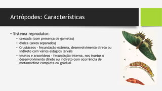 Artrópodes: Características
• Sistema reprodutor:
• sexuada (com presença de gametas)
• dioica (sexos separados)
• Crustáceos - fecundação externa, desenvolvimento direto ou
indireto com vários estágios larvais
• insetos e aracnídeos - fecundação interna, nos insetos o
desenvolvimento direto ou indireto com ocorrência de
metamorfose completa ou gradual
 