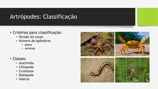 Artrópodes: Classificação
• Critérios para classificação:
• Divisão do corpo
• Número de Apêndices
• patas
• antenas
• Classes
• Arachnida
• Chilopoda
• Crustacea
• Diplopoda
• Insecta
 