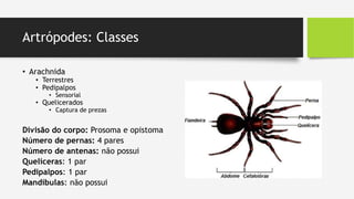 Artrópodes: Classes
• Arachnida
• Terrestres
• Pedipalpos
• Sensorial
• Quelicerados
• Captura de prezas
Divisão do corpo: Prosoma e opistoma
Número de pernas: 4 pares
Número de antenas: não possui
Quelíceras: 1 par
Pedipalpos: 1 par
Mandíbulas: não possui
 